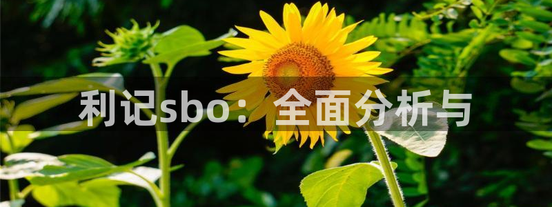 澳客比分最快最准最好：利记sbo：全面分析与